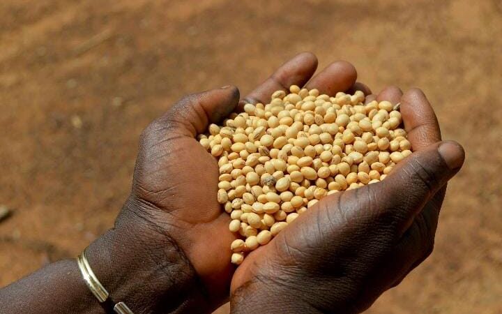 Agriculture: voici les conditions de commercialisation du soja pour la campagne 2024-2025