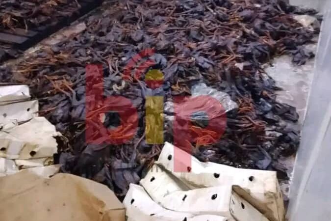 Abomey-Calavi : des centaines de carcasses de poulets avariés évacuées dans une poissonnerie