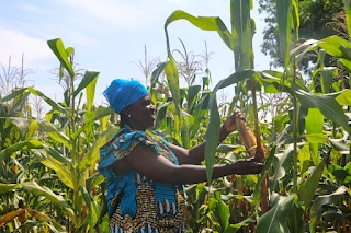 Agriculture familiale : l’impact décisif des femmes engagées dans le projet CASCADE