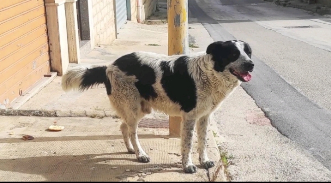 Italie: Un migrant malien arrêté en Sicile pour avoir tué un chien et « tenté de le manger » ‎