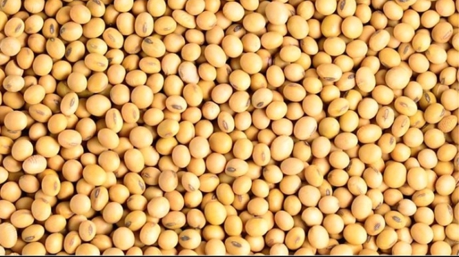 Bénin: La campagne de commercialisation du soja grain pour la saison 2025-2026 officiellement lancée  ‎