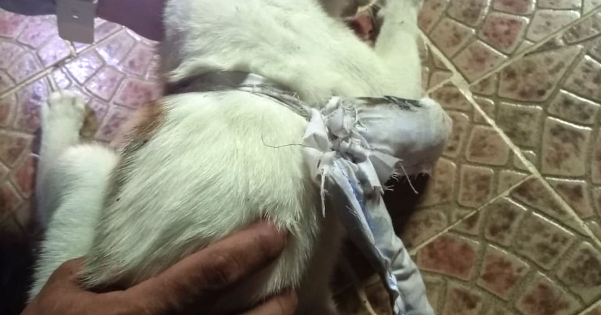 Insolite: un chat chargé de drogue retrouvé dans une prison