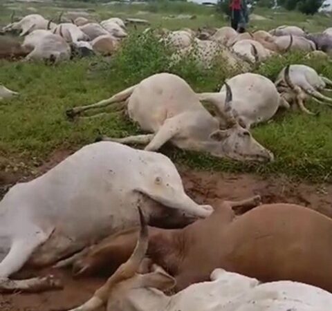 Bénin: Une dizaine de vaches foudroyées lors d’un orage, le propriétaire du troupeau inconsolable