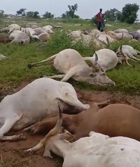 Bénin: Une dizaine de vaches foudroyées lors d’un orage, le propriétaire du troupeau inconsolable