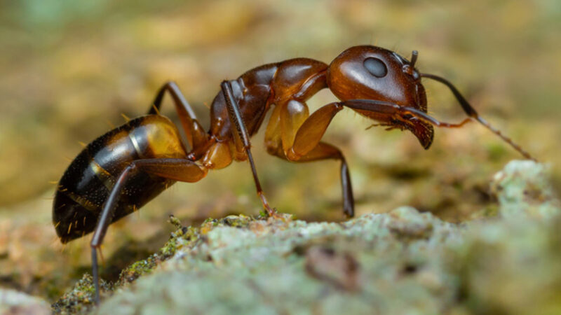 Kenya : Quatre personnes arrêtées pour trafic de fourmis