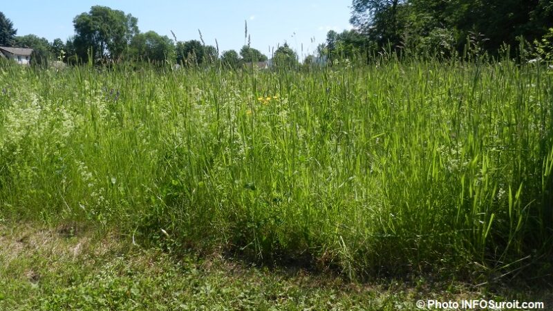 Abomey: un nouveau-né découvert hier dans la brousse