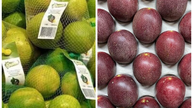 Agriculture au Bénin:  »Orana Farms », l&rsquo;espoir renaît sur les cendres de la Sonafel